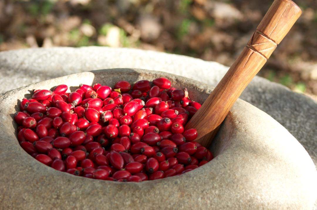 Crema Viso Antirughe con Rosa Canina e Iperico - Potentilla-Potentilla-antietà,antirughe,crema viso,illuminante,minutaglia,viso